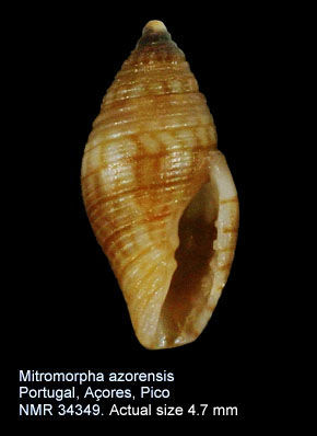 Mitromorpha azorensis (3).jpg - Mitromorpha azorensis Mifsud,2001